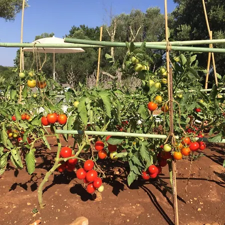 Anima * צ'לייה מספיקה