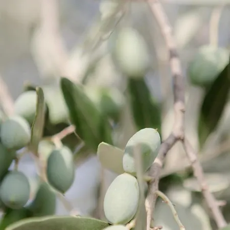 Anima 세글리에 메사피카